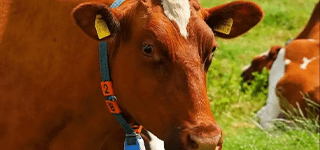 奶牛饲养管理系统
