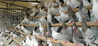 鸽子智慧养殖方案