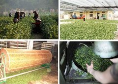茶叶种植中物联网的应用