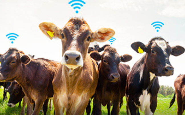 　　奶牛精准饲喂系统是一种基于互联网、物联网+云计算技术的智能化管理系统，旨在通过精准饲喂提高奶牛的生产效益和健康水平。该系统通过智能传感器、物联网等技术，自动采集奶牛的各种生理数据，如体重、体温、产奶量等，并进行分析处理，为养殖户提供科学依据。同时，系统还提供饲料录入、饲料分类、饲料编号、出入库单位选择等功能，方便养殖户进行饲料管理和饲喂操作。

　　奶牛精准饲喂系统具有以下功能：

　　精准饲喂：根据每头奶牛的生理数据和饲养需求，为其提供定制化的饲料配方和饲养方案，确保每头奶牛获得均衡的营养供应。

　　实时监控：通过智能传感器等技术，实时监控奶牛的生理数据和健康状况，及时发现异常情况并采取相应措施，预防疾病的发生。

　　数据处理与分析：收集、整理和分析奶牛的生理数据和饲养数据，为养殖户提供科学的数据支持和决策建议。

　　饲料管理：提供饲料录入、饲料分类、饲料编号、出入库单位选择等功能，方便养殖户进行饲料管理和饲喂操作。

　　预警与报警：设置预警和报警功能，当发现异常数据或故障时，系统会自动发出警报或预警提示，提醒养殖户及时采取措施。

　　历史数据追溯：记录每头奶牛的历史饲养数据和生理数据，方便养殖户进行追溯和分析，为未来的饲养和管理提供参考。

　　集成与扩展：可以与其他智能化养殖设备或管理系统进行集成和扩展，实现数据的共享和联动控制，提高整体养殖效益。

　　奶牛精准饲喂系统的优势在于：

　　实现精准饲喂：根据每头奶牛的生理数据和饲养需求，为其提供定制化的饲料配方和饲养方案，提高奶牛的营养水平和生产效益。

　　降低饲养成本：通过精准饲喂，可以减少饲料浪费和不必要的开支，降低饲养成本。

　　提高奶牛健康水平：通过实时监控奶牛的生理数据和健康状况，及时发现异常情况并采取相应措施，预防疾病的发生，提高奶牛的健康水平。

　　提高生产效率：通过智能化、高效化的管理方式，可以减少人力物力的投入，提高生产效率。

　　总之，奶牛精准饲喂系统是一种非常实用的智能化管理系统，可以帮助养殖户实现个性化饲养与高效产奶的完美结合，提高饲养效益和生产效率。