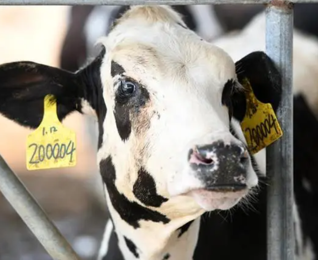 奶牛智慧养殖系统如何实现精准饲喂？