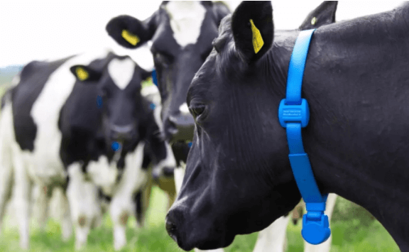 奶牛场智能化建设需要哪些智能化设备