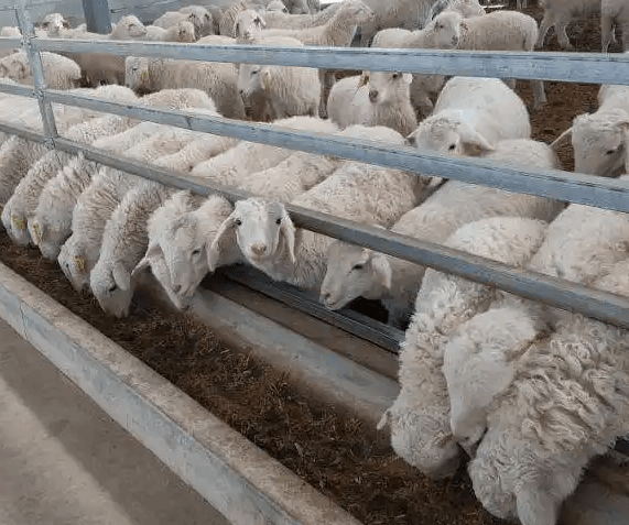 羊场中需要用到哪些生产设备